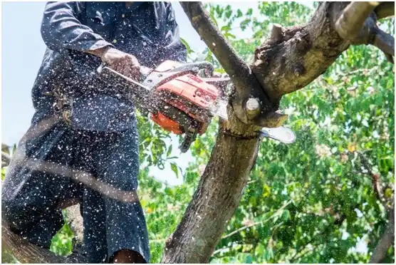 tree services Brandermill